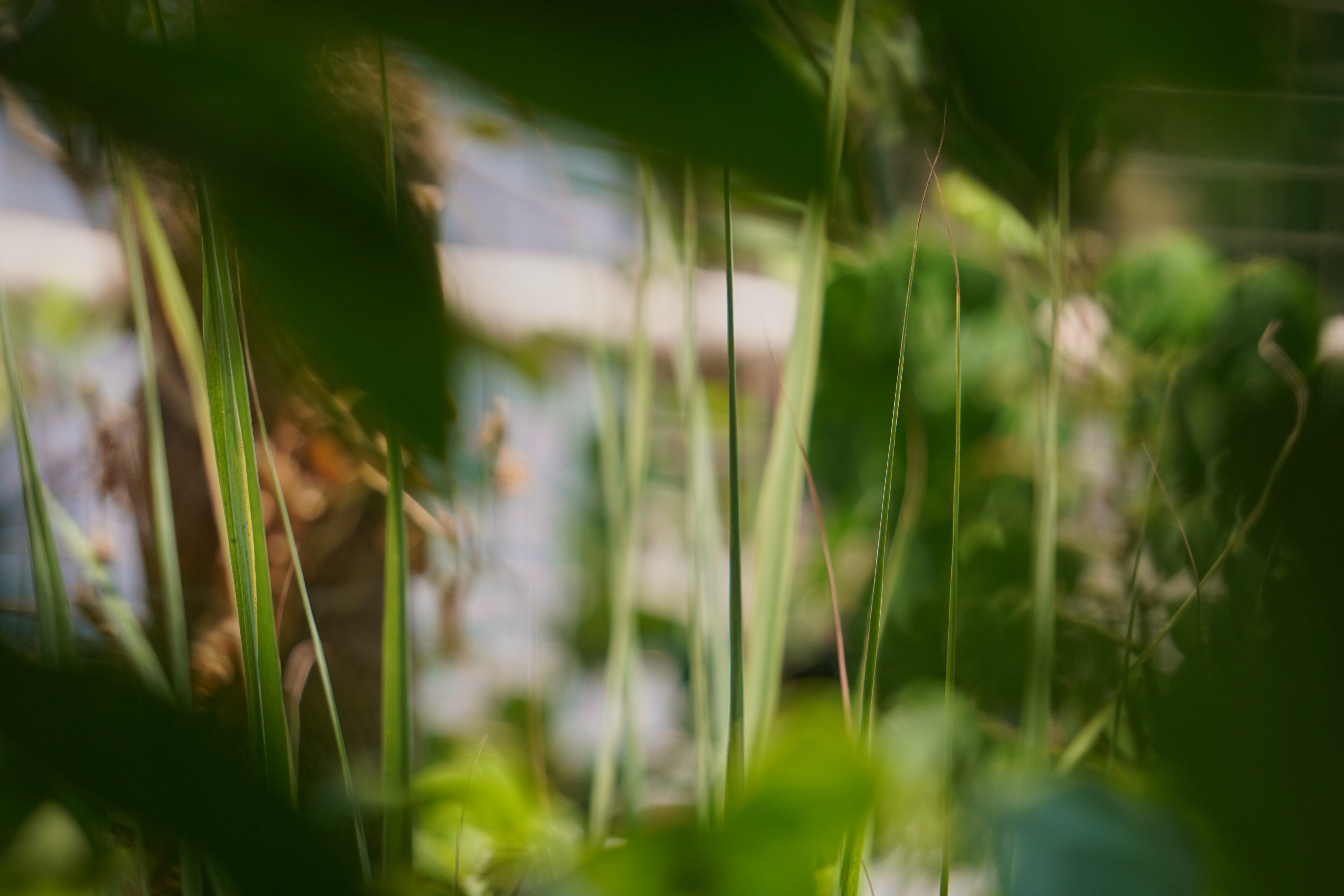Grass at eye level