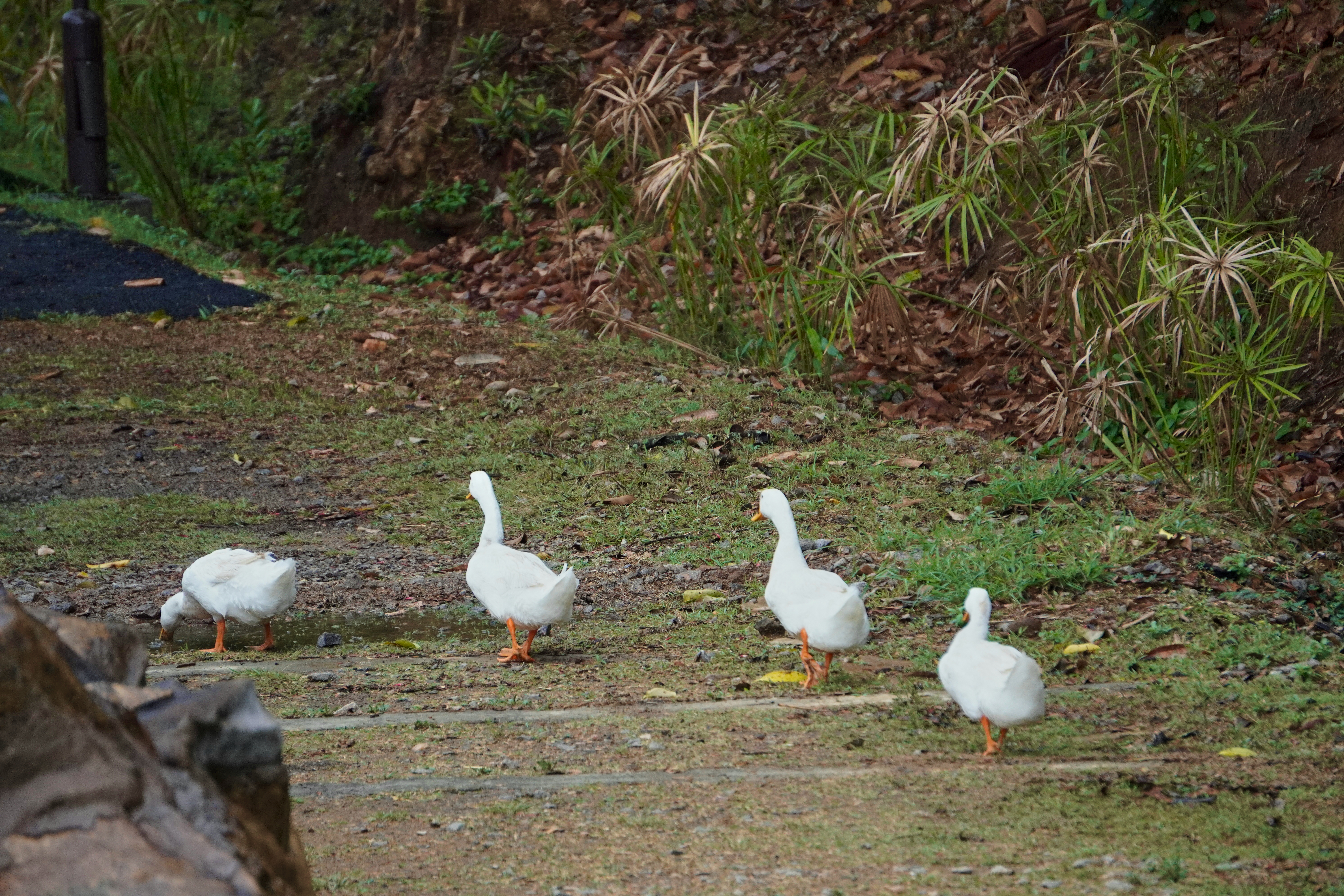 Ducks grazing