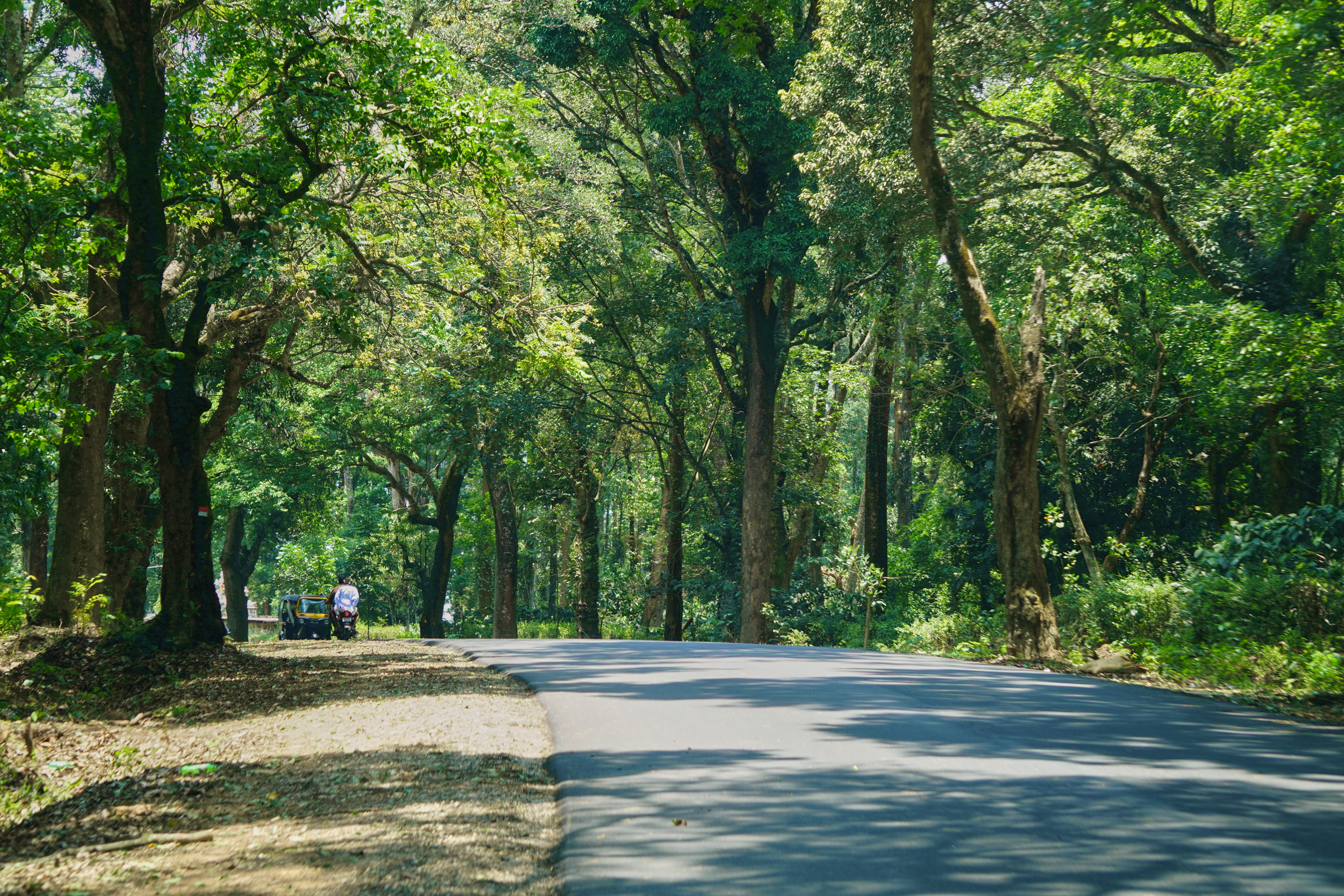Road through the forest