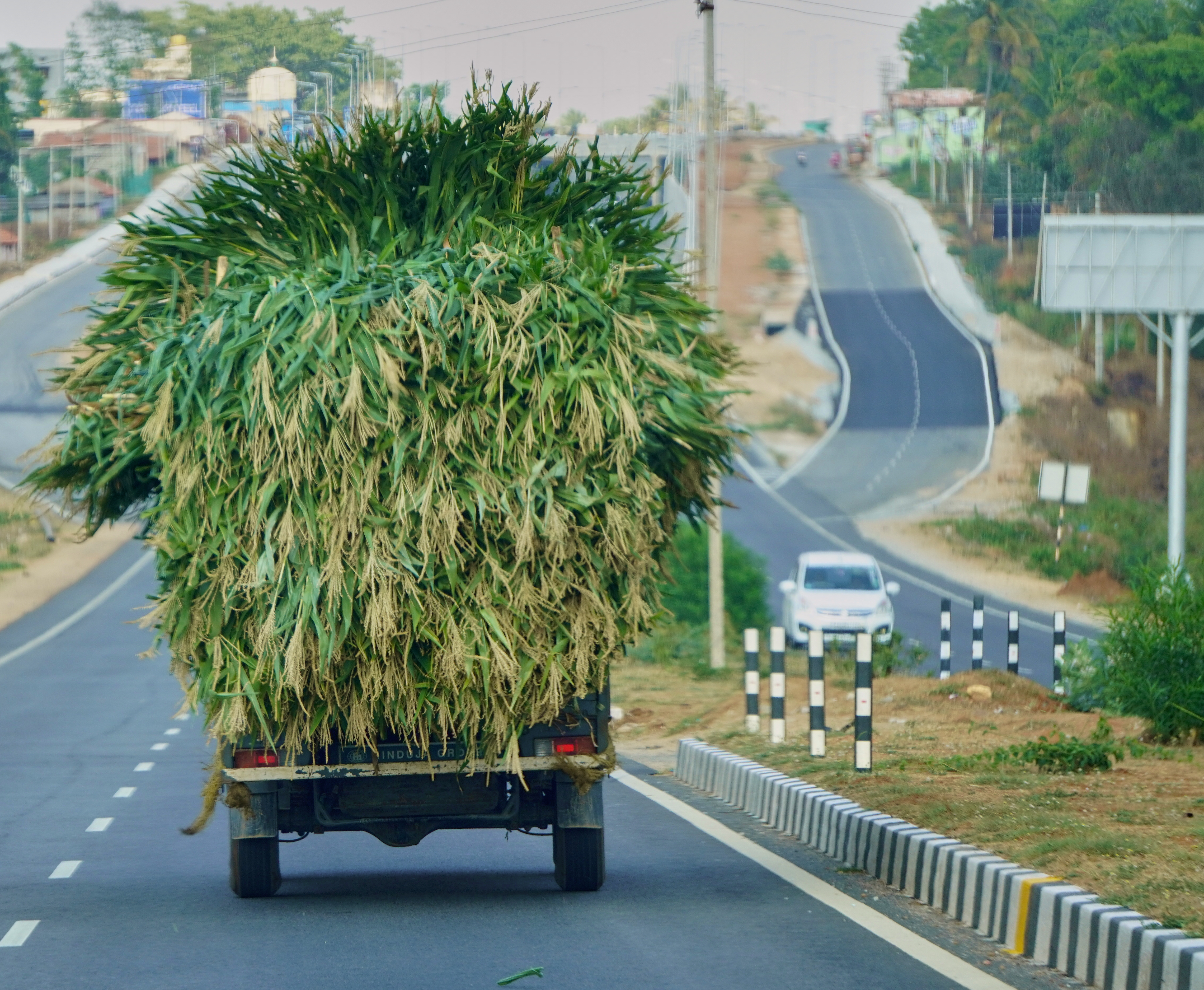 Truckload of grass