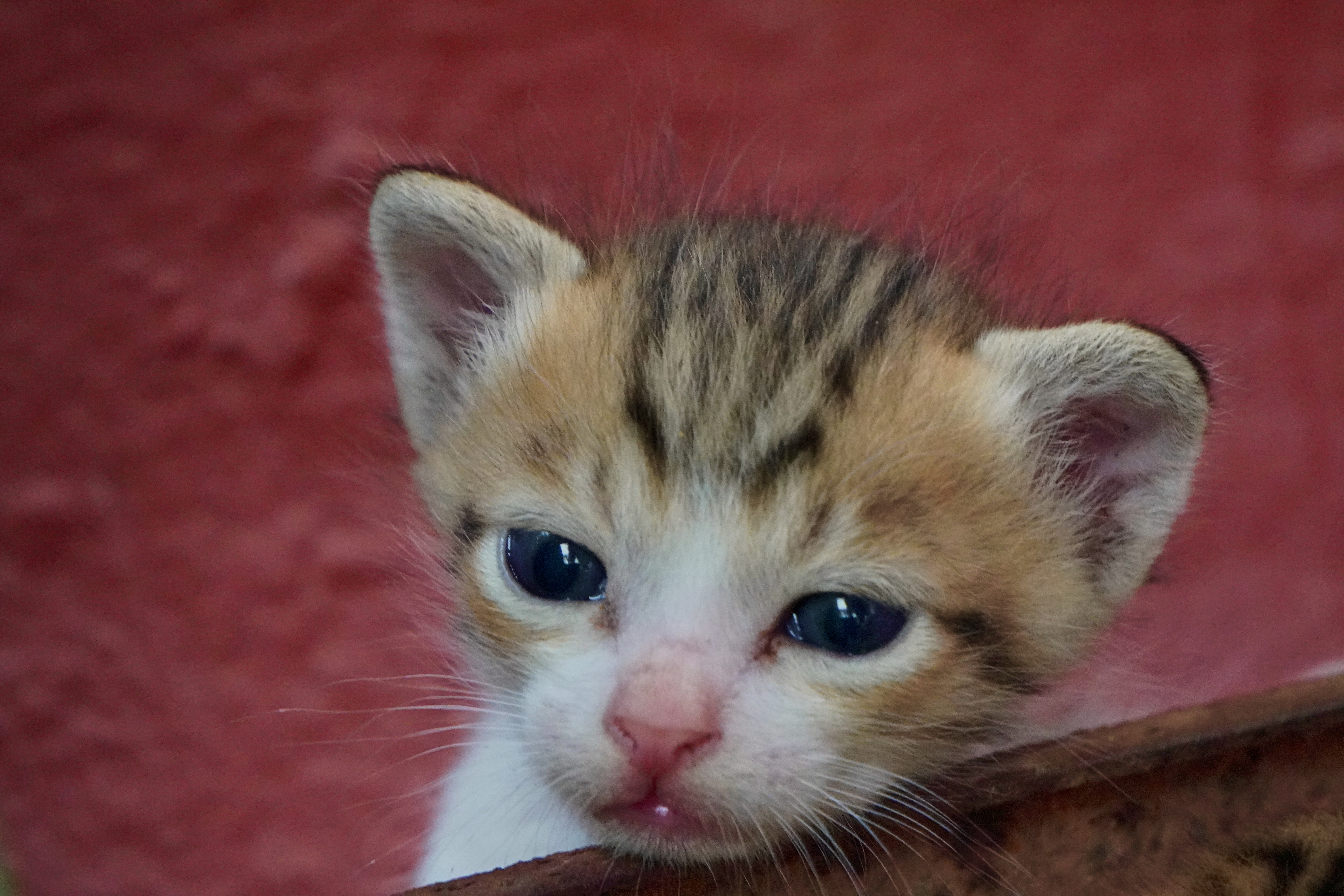 Kitten portrait