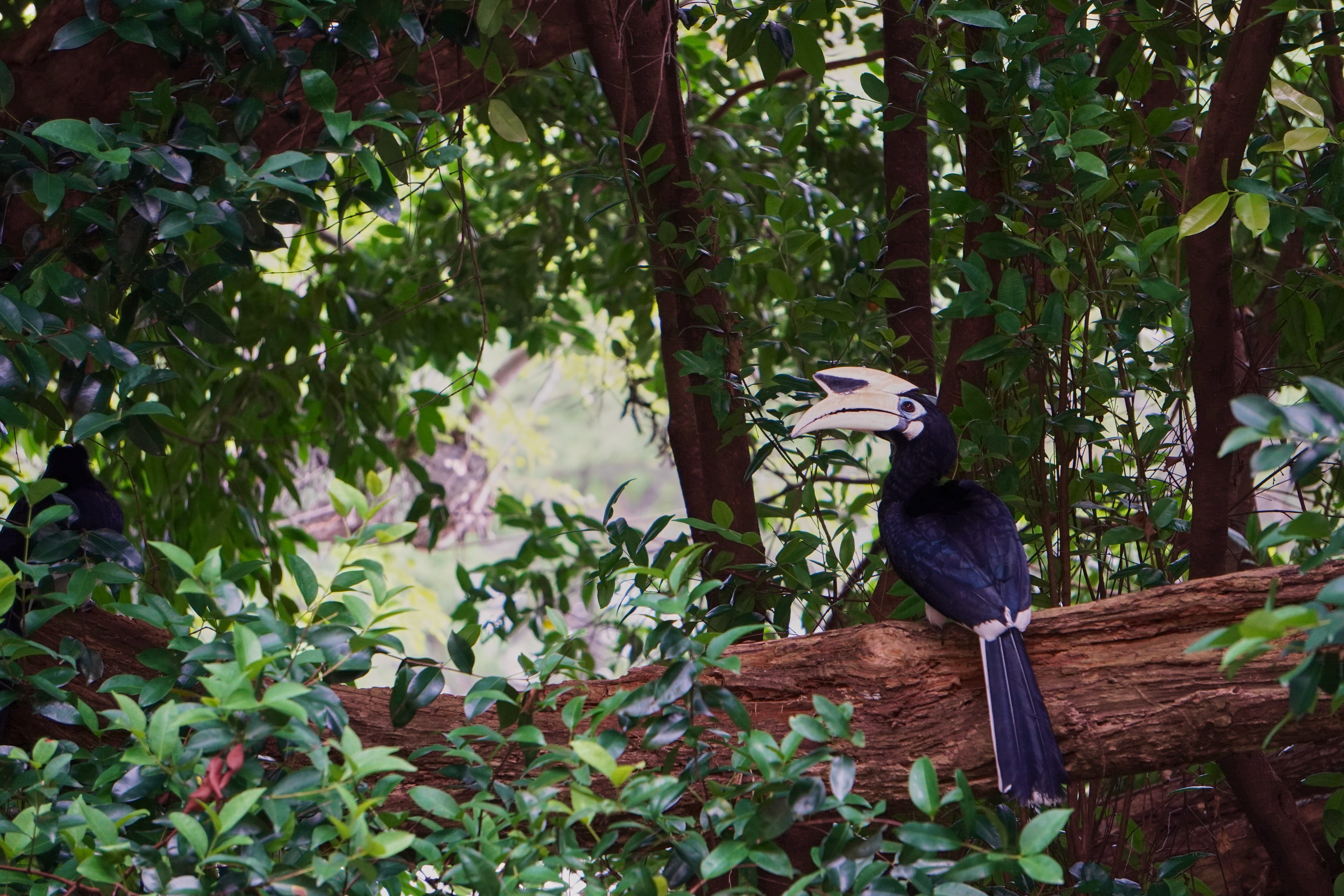 Hornbill