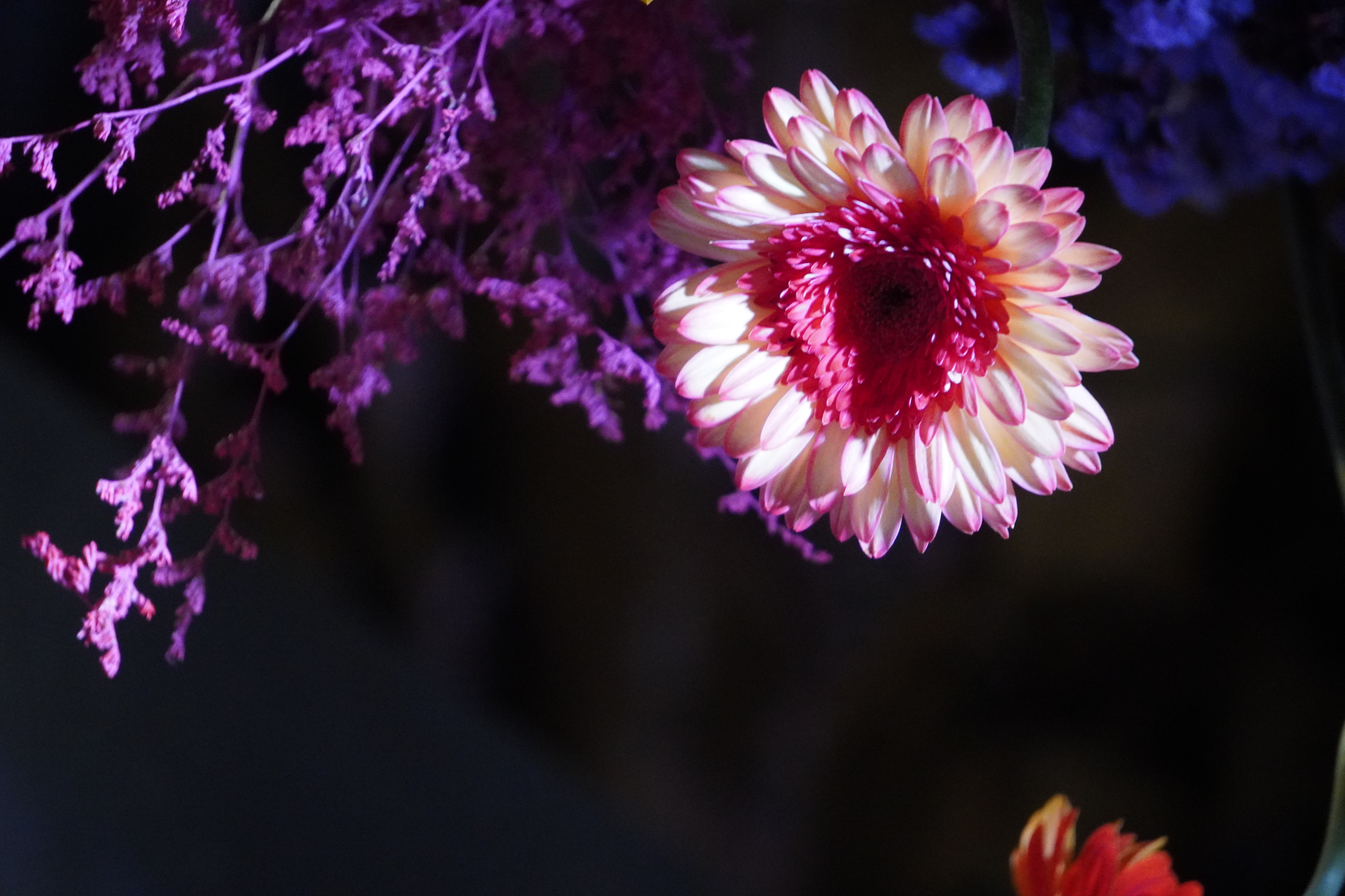 Strawflower