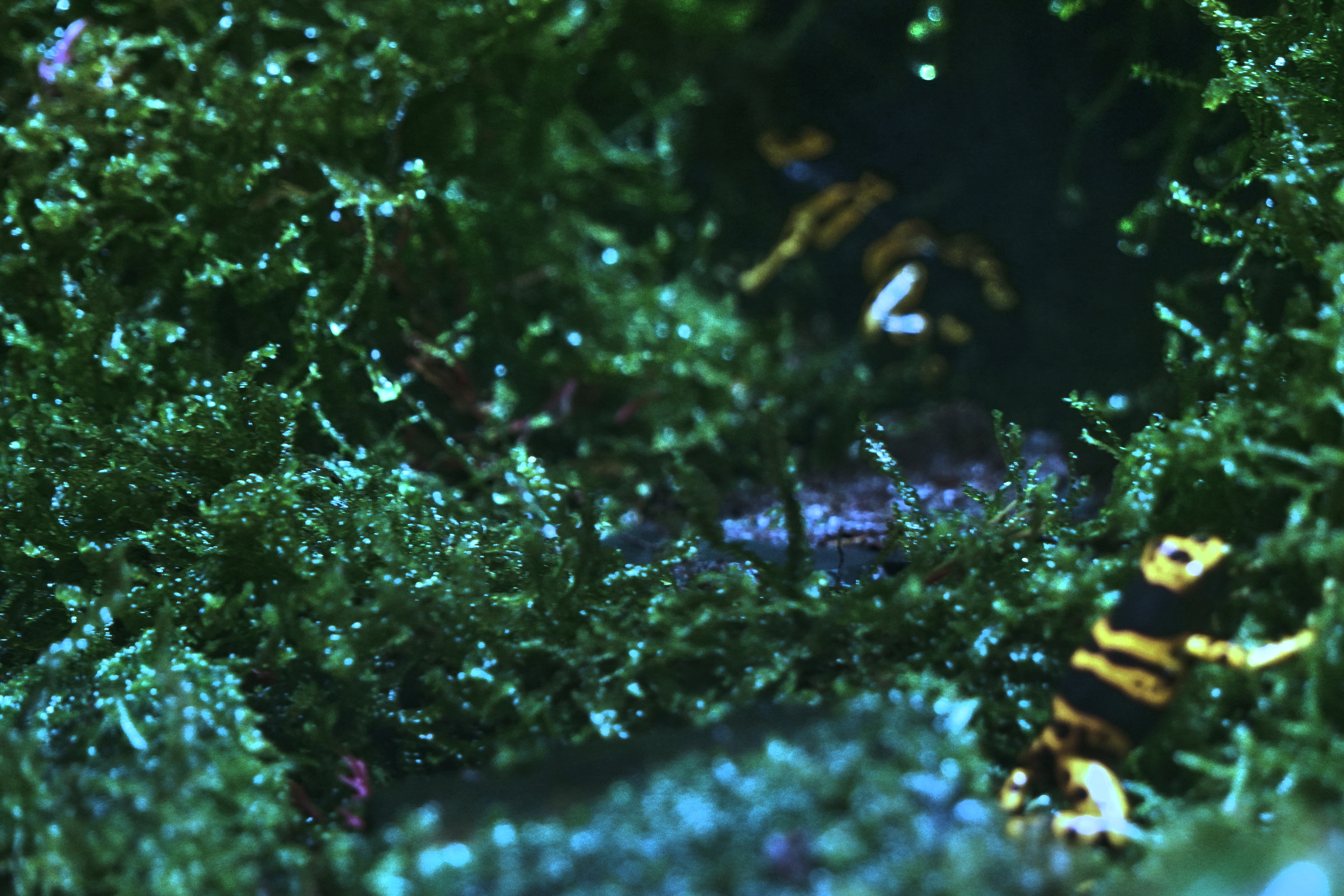 Poison dart frog
