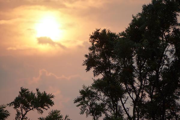 Sunset through trees