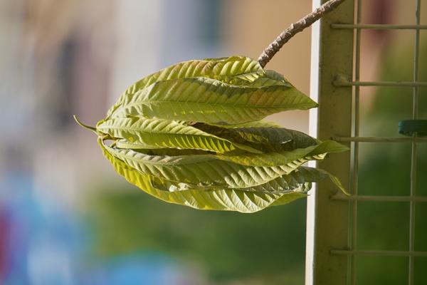 Leaves in afternoon light