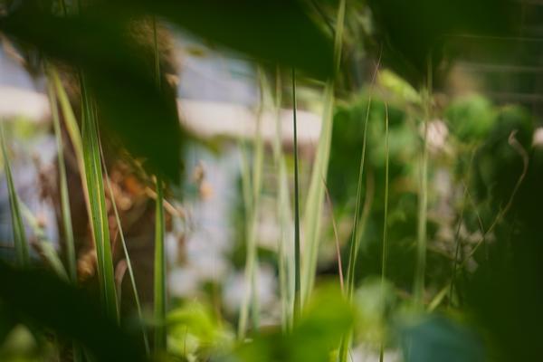 Grass at eye level