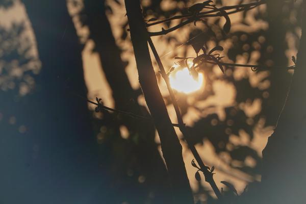Sun through branches