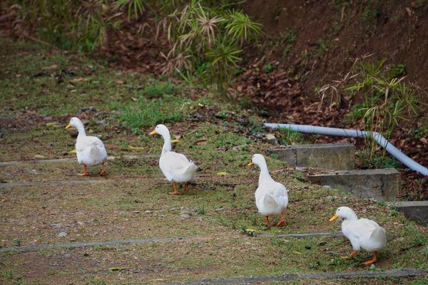 Ducks in a line