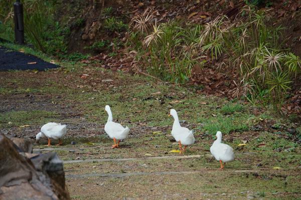 Ducks grazing