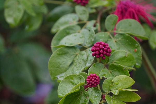 Red berries after rain