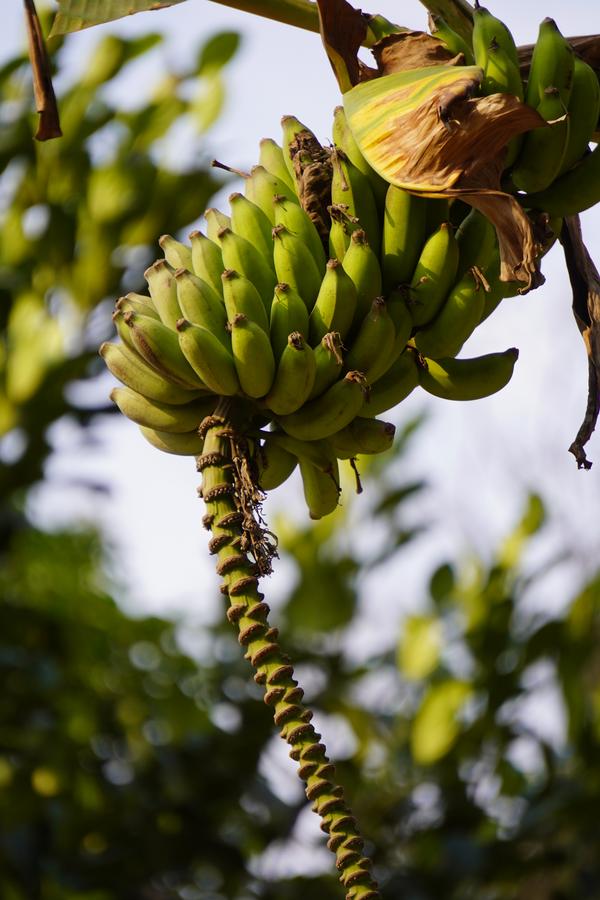 Bananas on the tree