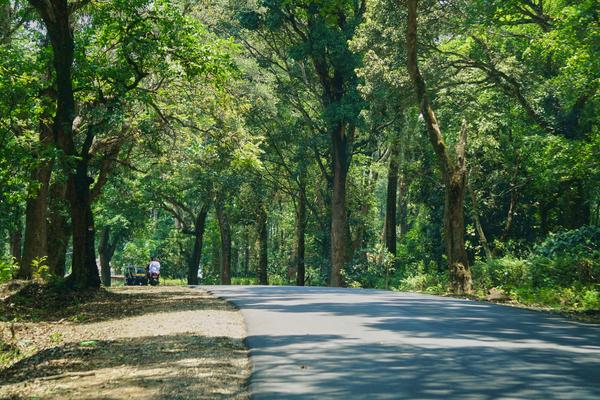 Road through the forest