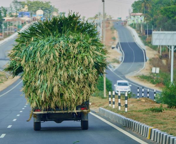 Truckload of grass