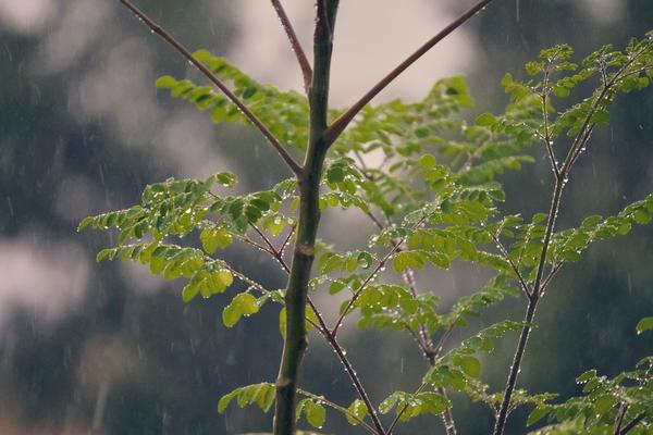 Moringa in the rain