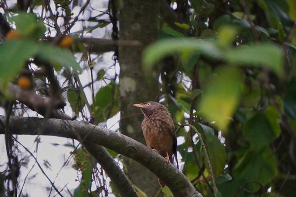 Bird in the canopy