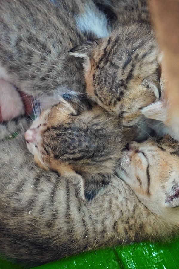 Newborn kittens