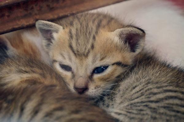Kitten looking up
