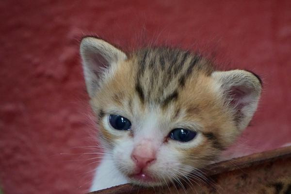 Kitten portrait
