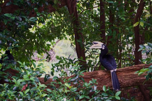 Hornbill
