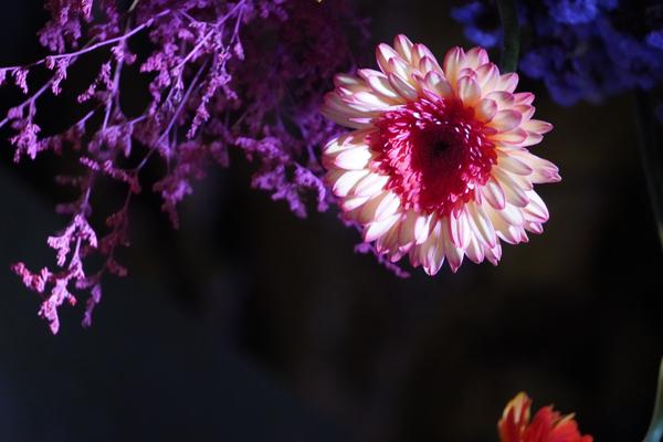 Strawflower