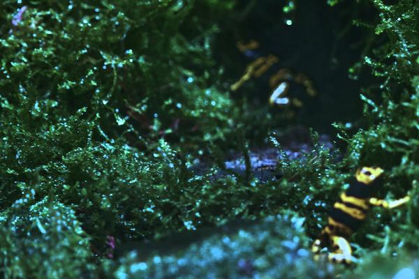 Poison dart frog