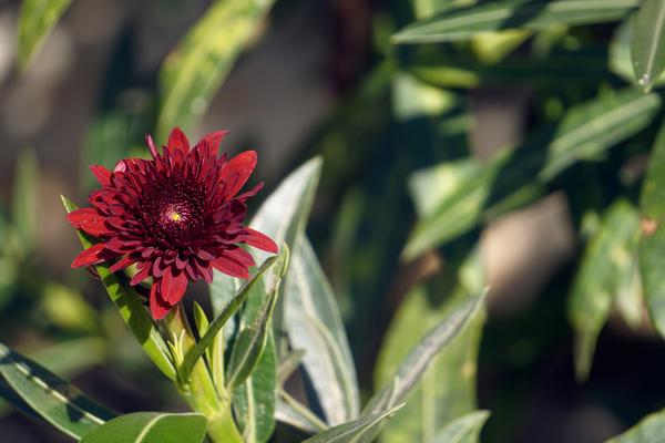 Red gerbera