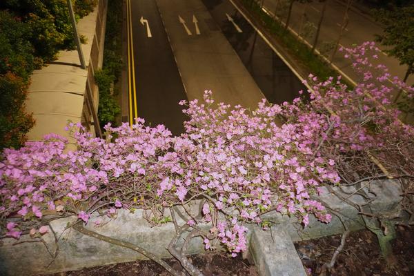 Bougainvillea over the road