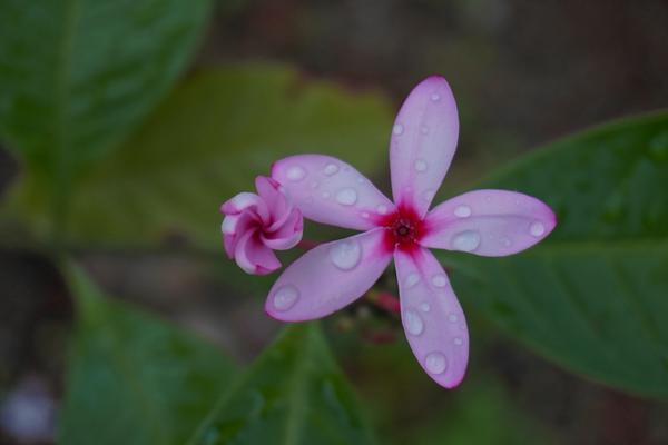 Plumeria after rain